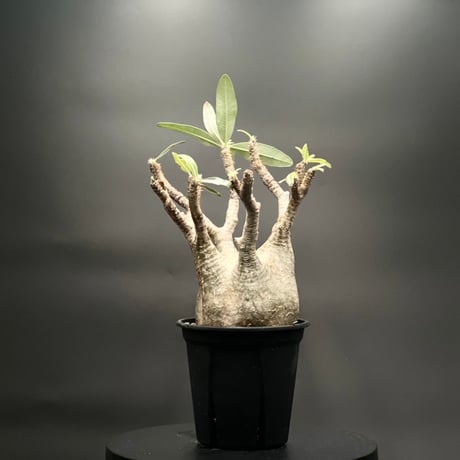 パキポディウムグラキリス 園芸ネット本店｜パキポディウム グラキリス4号 22-02 の通販【公式】