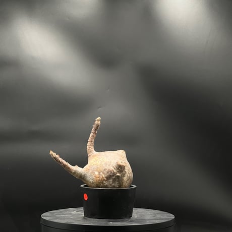 パキポディウムグラキリス | STORES