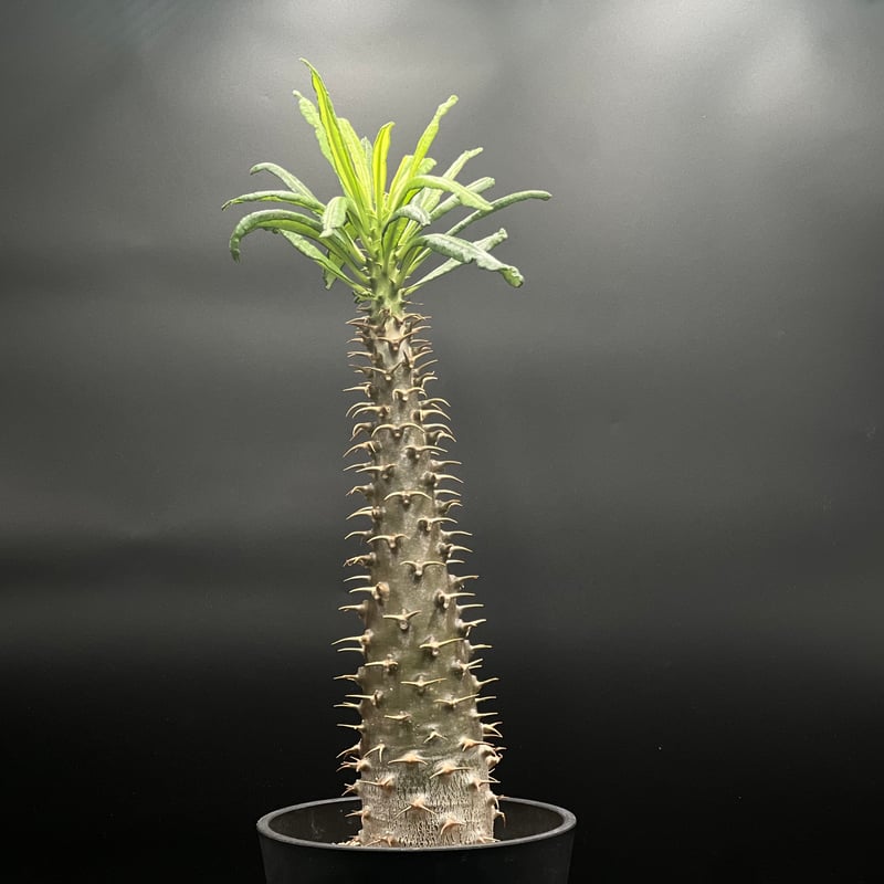 OT-G426】発根済 パキポディウム アンボンゲンセ | KANIK OUTLET