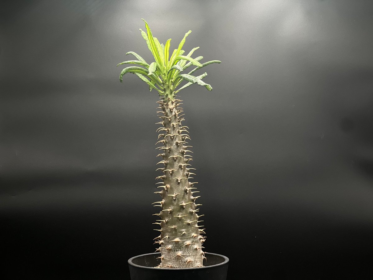 OT-G426】発根済 パキポディウム アンボンゲンセ | KANIK OUTLET