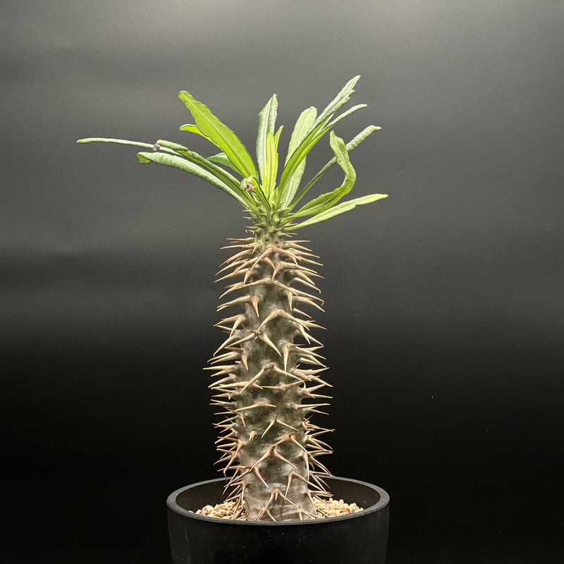 大特価!!!　特大　パキポディウム　アンボンゲンセ パキポディウム アンボンゲンセ 001【開花実績あり】 Pachypodium