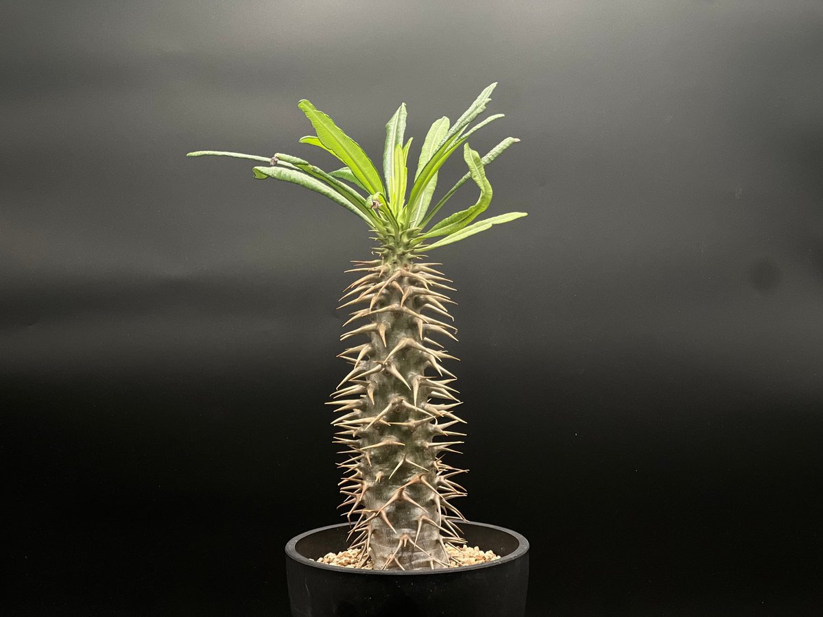 OT-G429】発根済 パキポディウム アンボンゲンセ | KANIK OUTLET