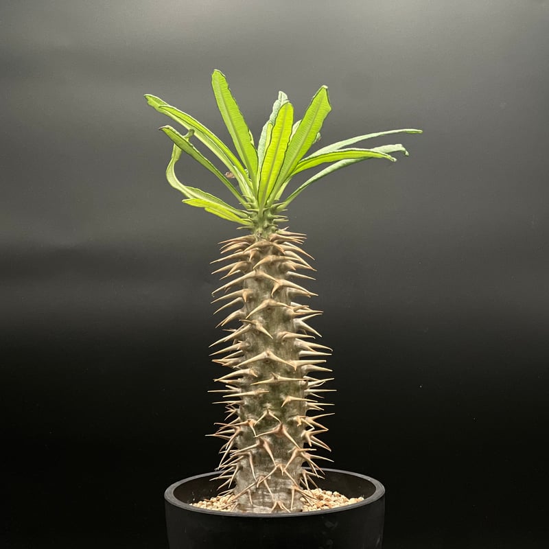 OT-G429】発根済 パキポディウム アンボンゲンセ | KANIK OUTLET