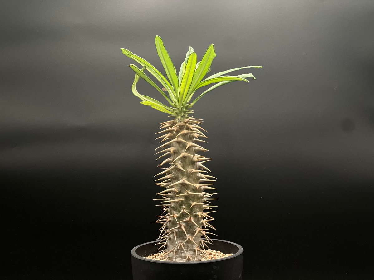 アンボンゲンセ　セット販売　発根済み OT-G429】発根済 パキポディウム アンボンゲンセ | KANIK OUTLET