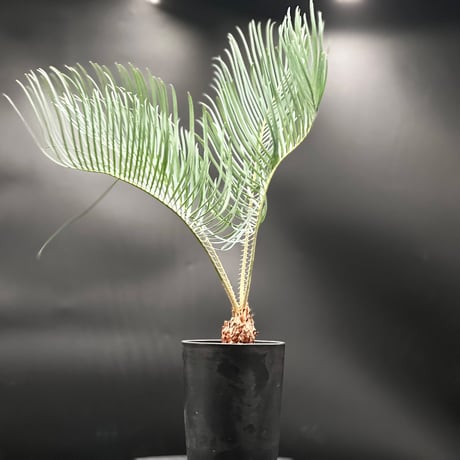 サイカスカイルンシアナ 2ヘッド CC2] サイカスカイルンシアナ | KANIK