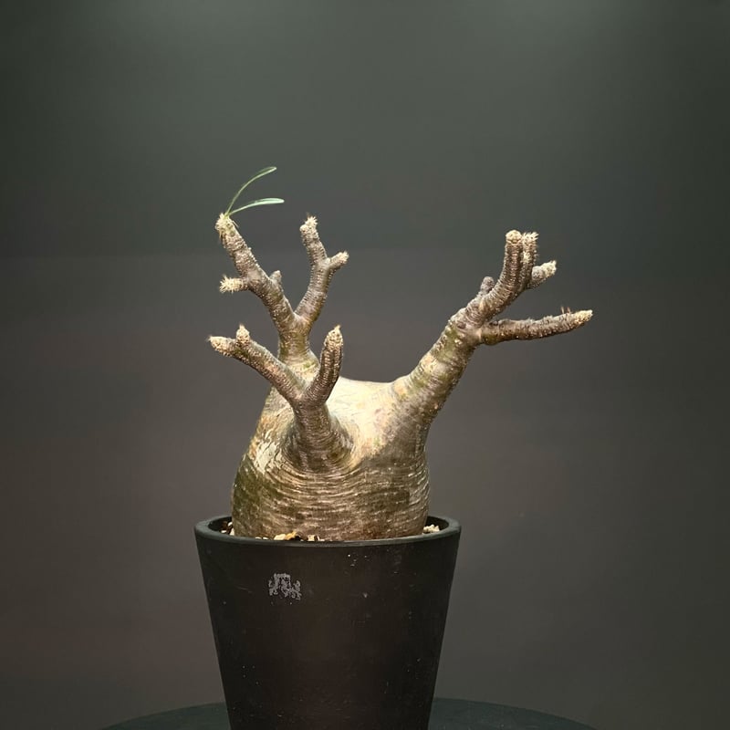 パキポディウム　グラキリス(発根済) コーデックス：パキポディウム グラキリス 発根済*塊根幅22cm