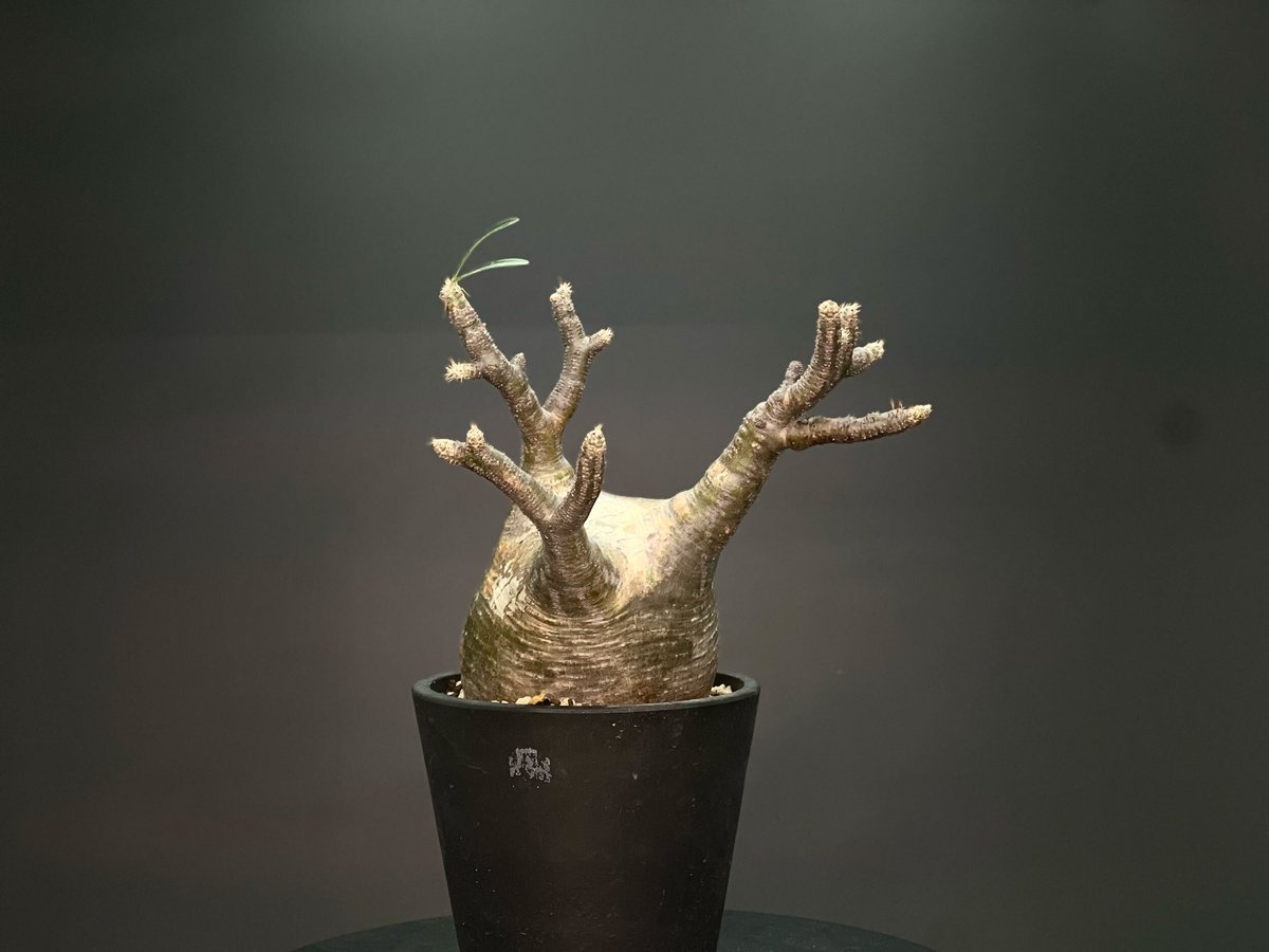 早い者勝ち！ 大きめ 綴化 パキポディウム グラキリス 発根済み 挿し木