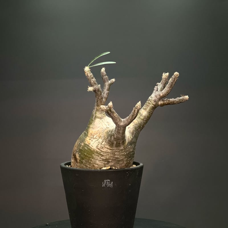 パキポディウム　グラキリス　発根済み パキポディウム グラキリス Pachypodium gracilius 発根済 (gk-51