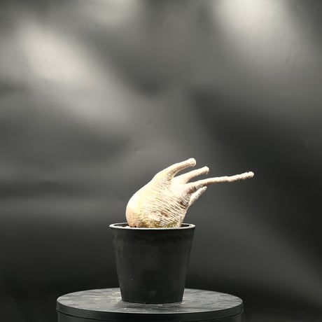 パキポディウムグラキリス | STORES