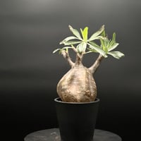 OT-G445】発根済 コミフォラ カタフ ソマリア | KANIK OUTLET（カニック