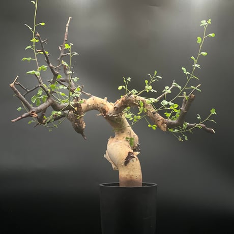 2 コミフォラ　カタフ　ピュア コミフォラ カタフ（ピュアカタフ) Commiphora kataf 2株入荷
