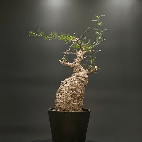 オペルクリカリア パキプス 現地株 発根済み COCT作家鉢付き Amazon.co.jp: 発根済 オペルクリカリア パキプス 作家鉢付き