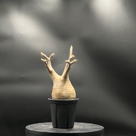 KANIK OUTLET（カニック アウトレット）