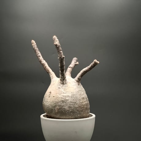 アツ　グラキリス CATEGORY パキポディウム・グラキリス | KANIK OUTLET（カニック