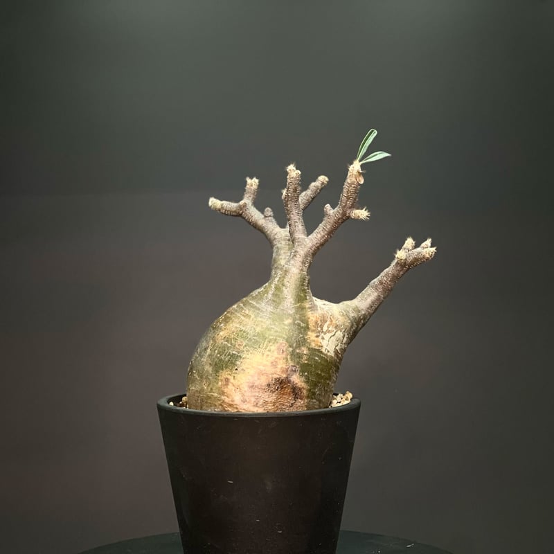 OT-G346】発根済 パキポディウム グラキリス | KANIK OUTLET