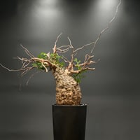 OT-G445】発根済 コミフォラ カタフ ソマリア | KANIK OUTLET（カニック