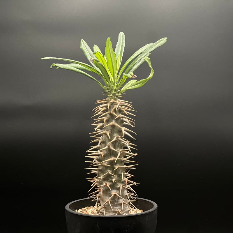 パキポディウム　アンボンゲンセ OT-G429】発根済 パキポディウム アンボンゲンセ | KANIK OUTLET