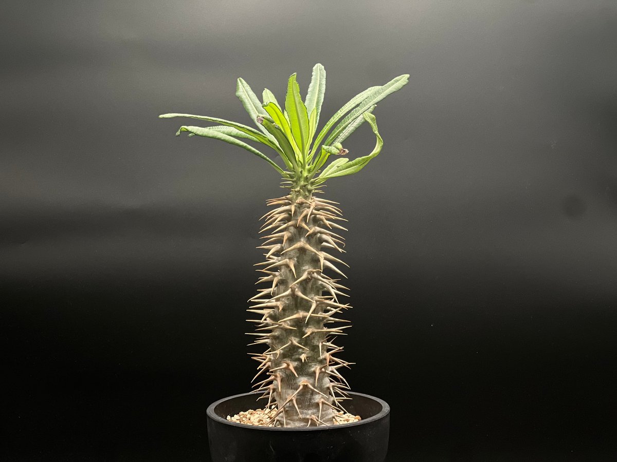 OT-G429】発根済 パキポディウム アンボンゲンセ | KANIK OUTLET