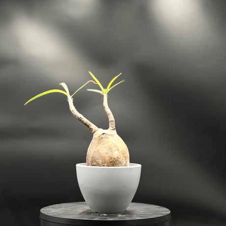 パキポディウムグラキリス | STORES