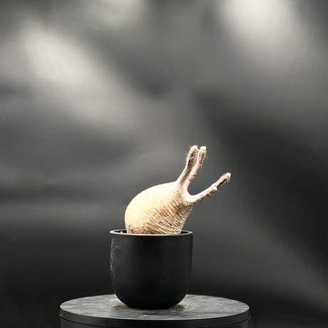 美形 赤肌グラキリス 手乗りタイプ 発根済み 超赤肌 手乗りグラキリス