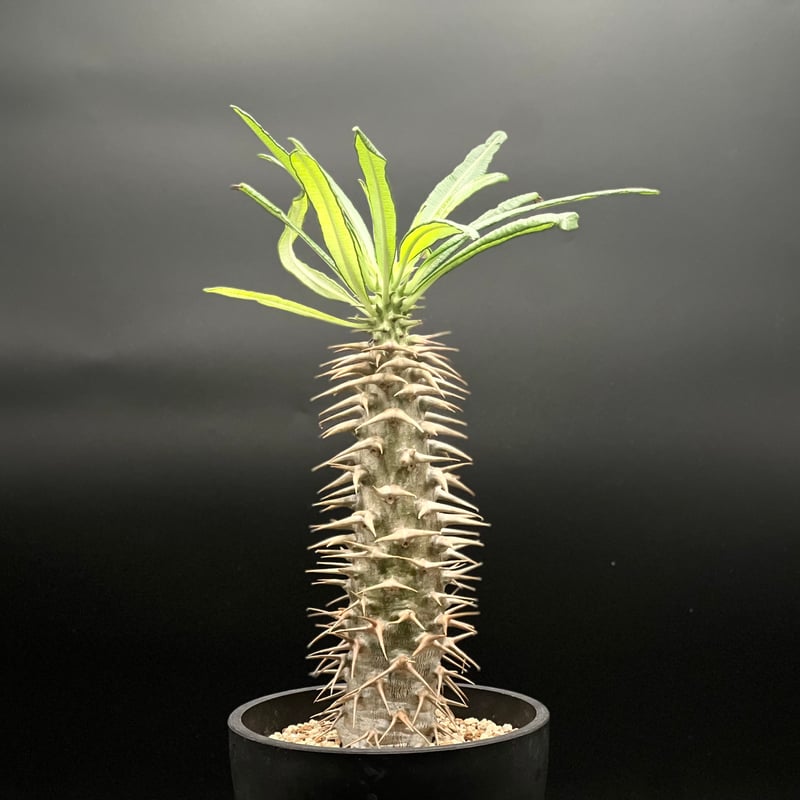 アンボンゲンセ　特選白肌　パキポディウム 　塊根　サボテン　パキポ パキポディウム・アンボンゲンセを観察しているとぉ〜、、、🕵️ #塊根