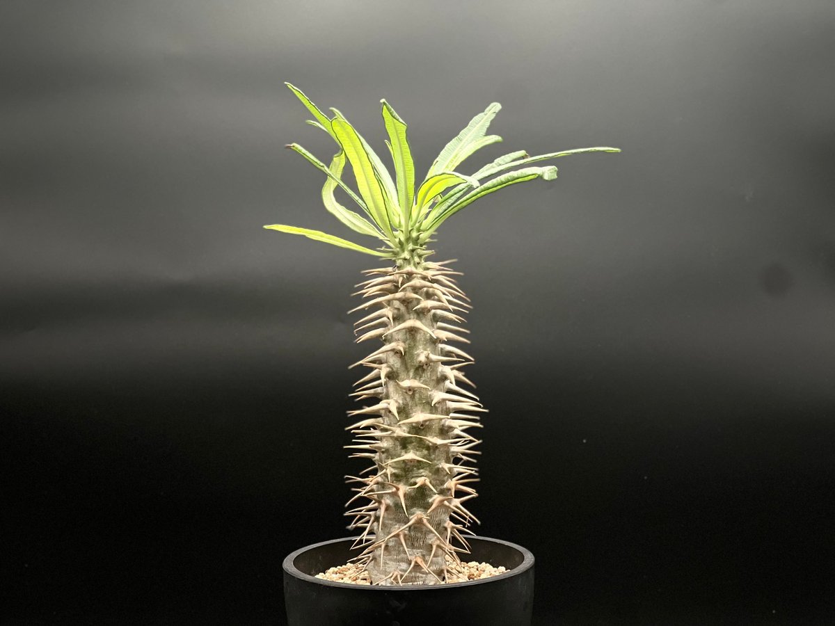 パキポディウム　アンボンゲンセ　② パキポディウム アンボンゲンセ② 塊根 Pachypodium グラキリス