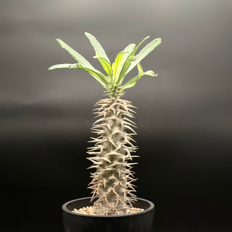 OT-G429】発根済 パキポディウム アンボンゲンセ | KANIK OUTLET