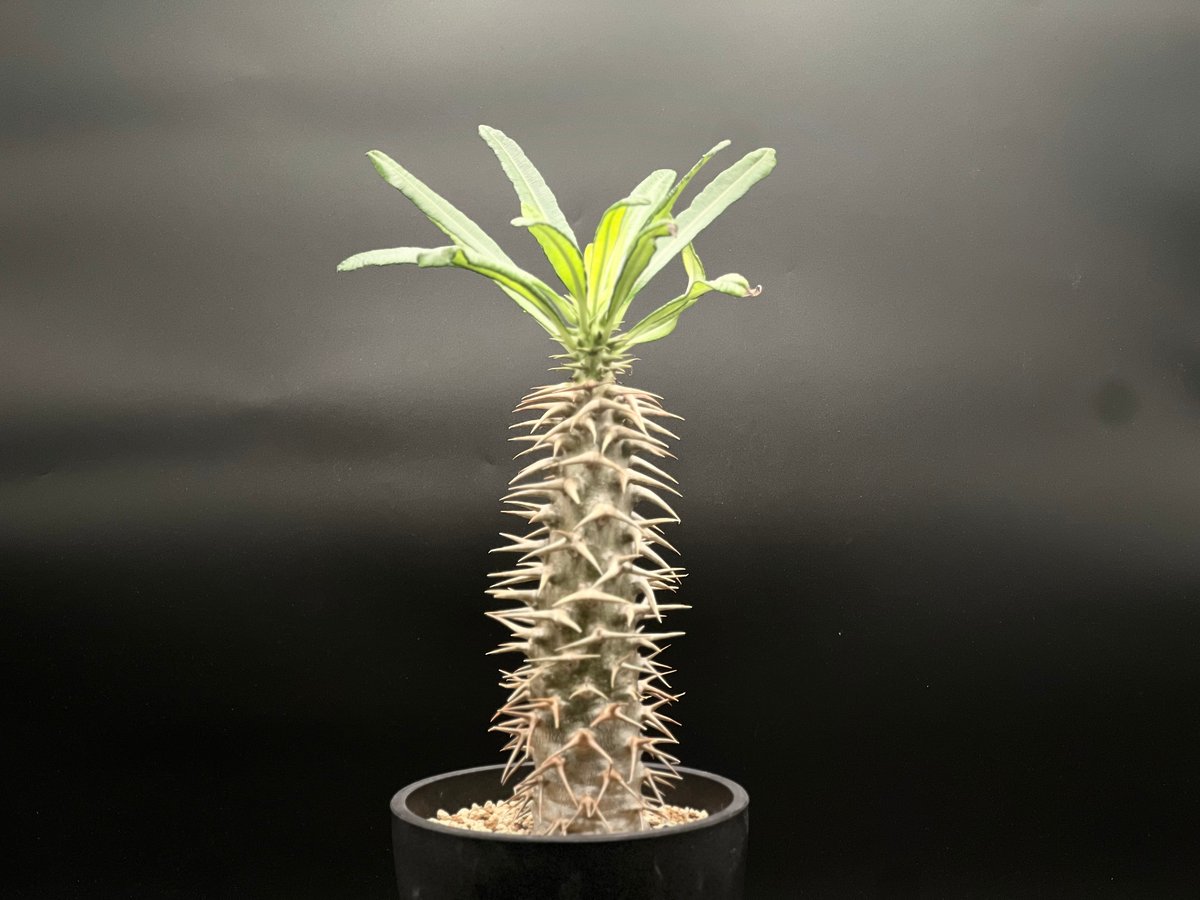 大特価!!!　特大　パキポディウム　アンボンゲンセ OT-G429】発根済 パキポディウム アンボンゲンセ | KANIK OUTLET