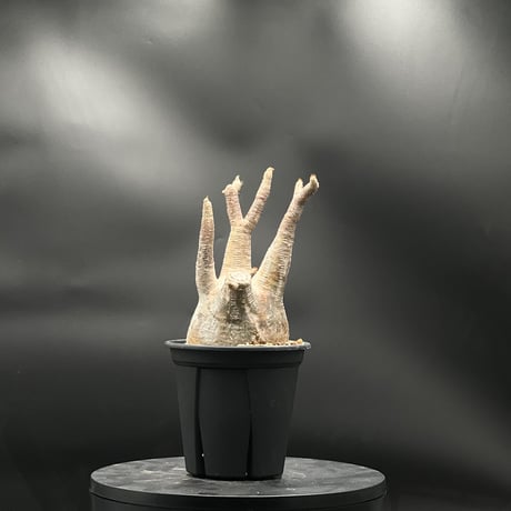 パキポディウムグラキリス | STORES