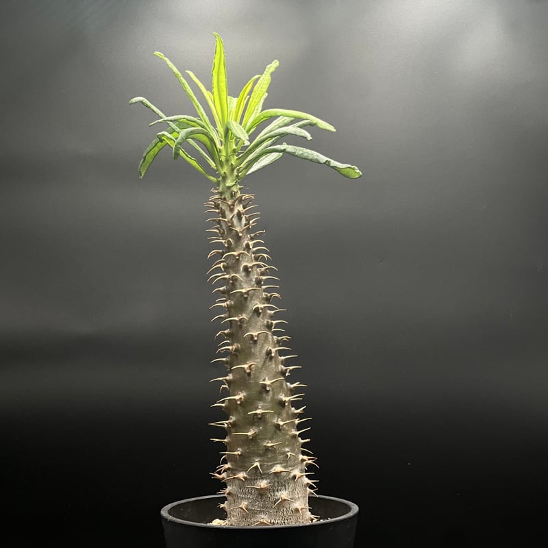 OT-G426】発根済 パキポディウム アンボンゲンセ | KANIK OUTLET