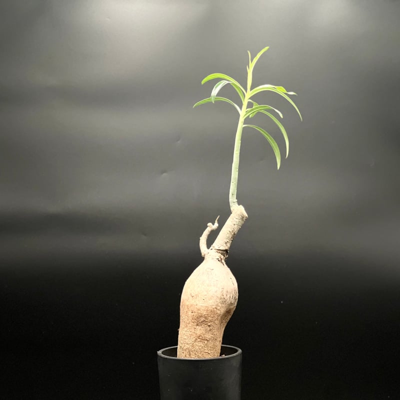 OT-G430】発根済 アデニウム ソマレンセ | KANIK OUTLET（カニック アウ