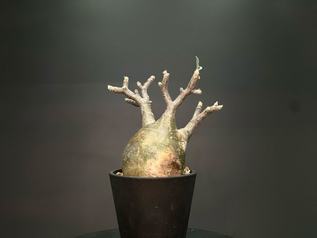 OT-G346】発根済 パキポディウム グラキリス | KANIK OUTLET