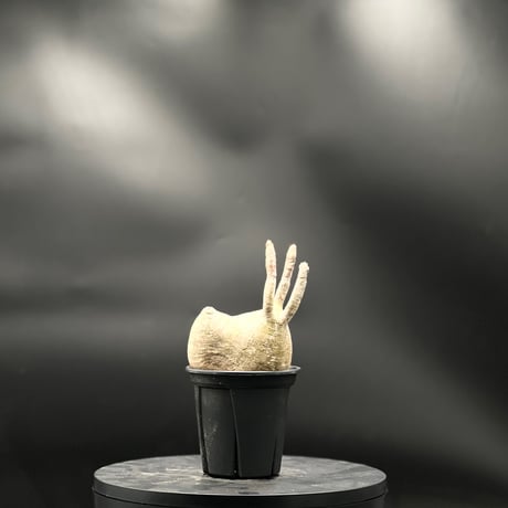 CATEGORY パキポディウム・グラキリス | KANIK OUTLET（カニック