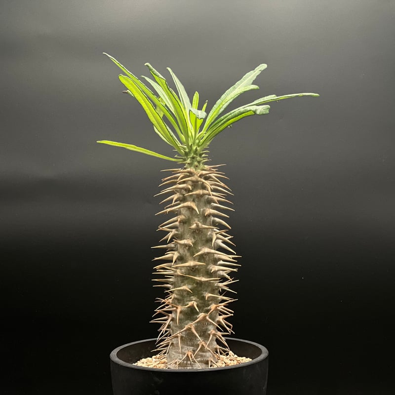 OT-G429】発根済 パキポディウム アンボンゲンセ | KANIK OUTLET