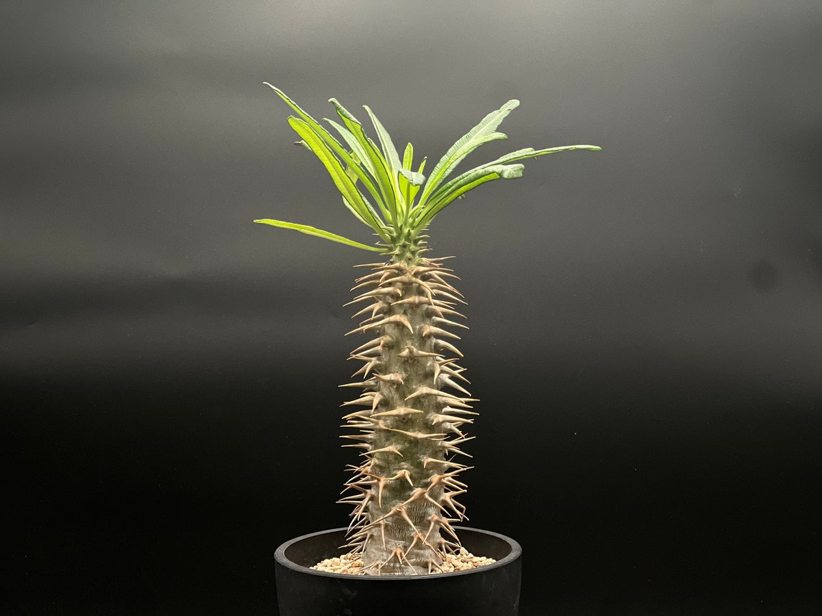 OT-G429】発根済 パキポディウム アンボンゲンセ | KANIK OUTLET