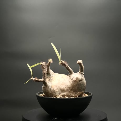 CATEGORY パキポディウム・グラキリス | KANIK OUTLET（カニック