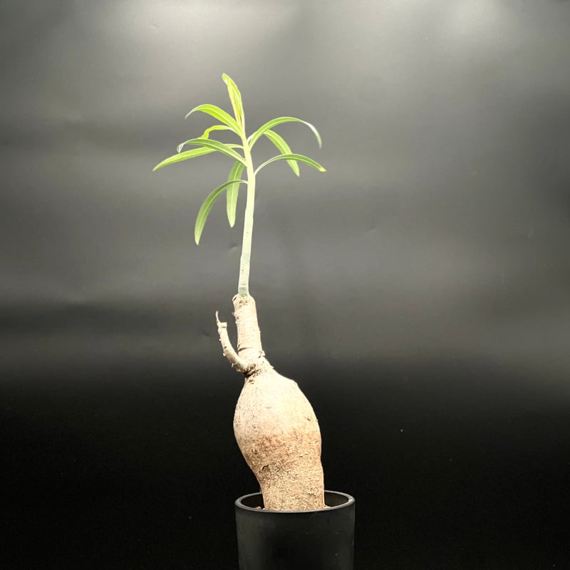 OT-G430】発根済 アデニウム ソマレンセ | KANIK OUTLET（カニック アウ