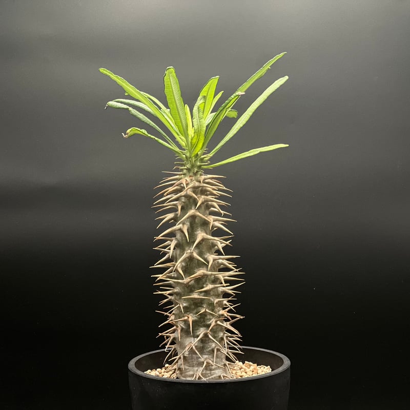 OT-G429】発根済 パキポディウム アンボンゲンセ | KANIK OUTLET