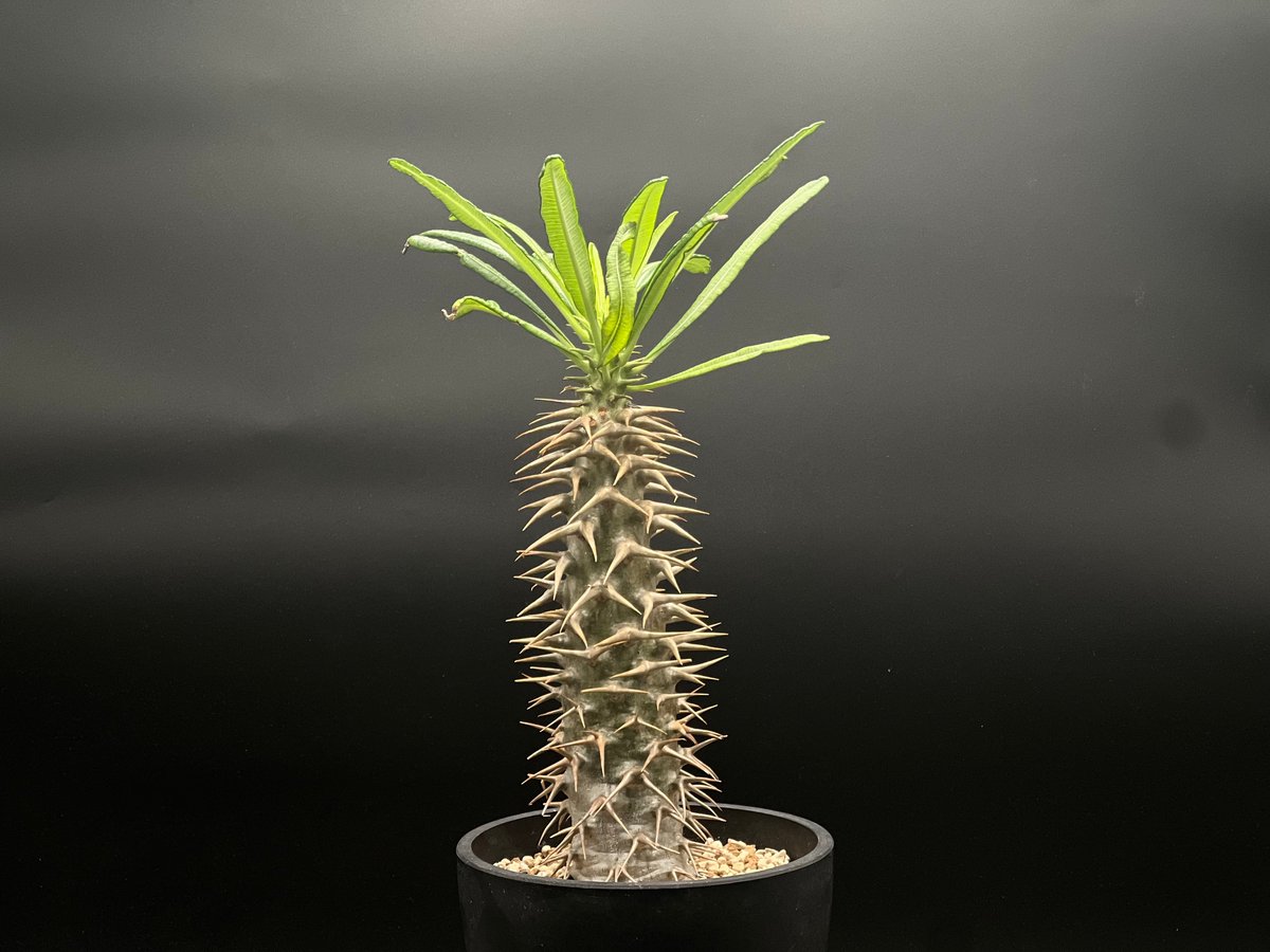 アンボンゲンセ　セット販売　発根済み アンボンゲンセ セット販売 発根済み OT-G429】発根済 パキポディウム