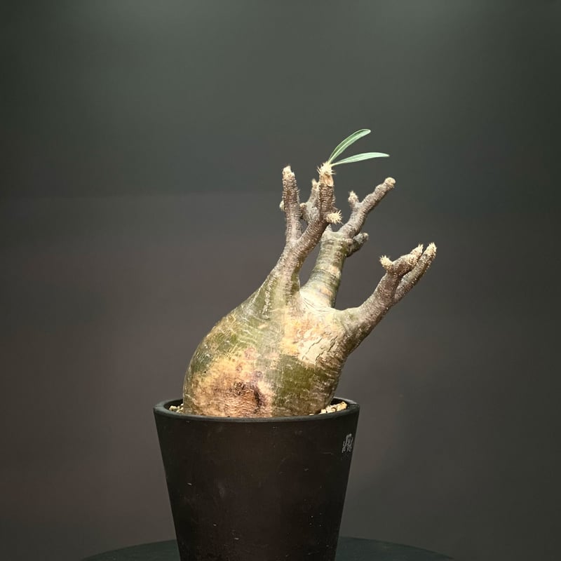 OT-G346】発根済 パキポディウム グラキリス | KANIK OUTLET