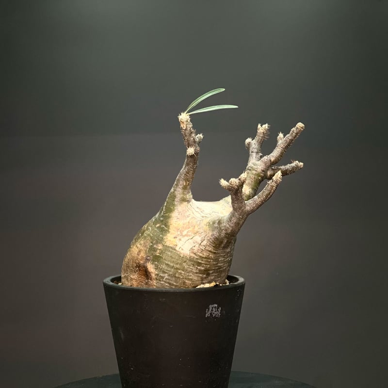 OT-G346】発根済 パキポディウム グラキリス | KANIK OUTLET（カニック