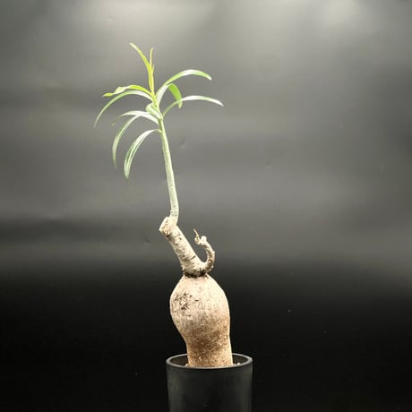 アデニウムソマレンセ　現地球発根済　鉢付き Adenium Somalense アデニウム ソマレンセ 発根済現地株 #1 | BONDEX