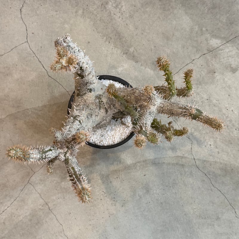 パキポディウム ホロンベンセ | MEGASHEEP