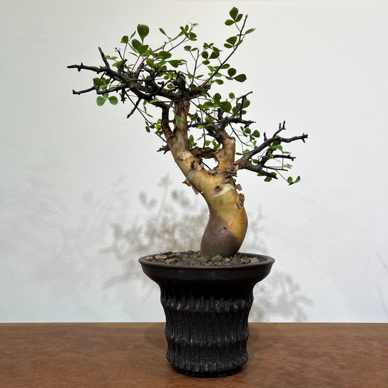 m*o様 コミフォラ ピュア カタフ 枝幅60cm超XLサイズ 現地球 m*o様 コミフォラ ピュア カタフ 枝幅60cm超XLサイズ 現地球 m