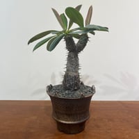 ユーフォルビアコンフィナリス | MEGASHEEP