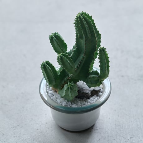 ユーフォルビア | STORES