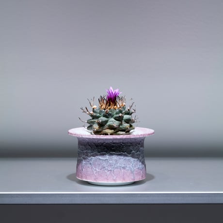 アロンソイ | STORES