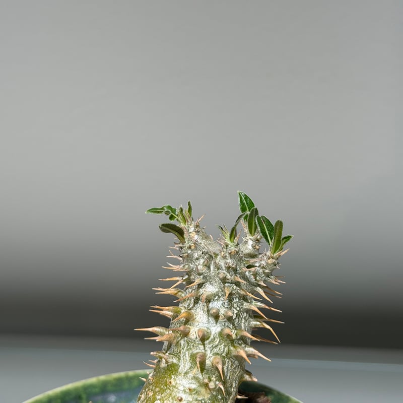 パキポディウム ホロンベンセ green pot | MEGASHEEP