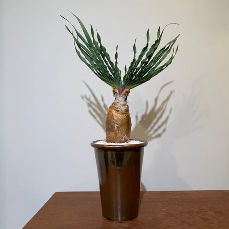 ブーファン | STORES