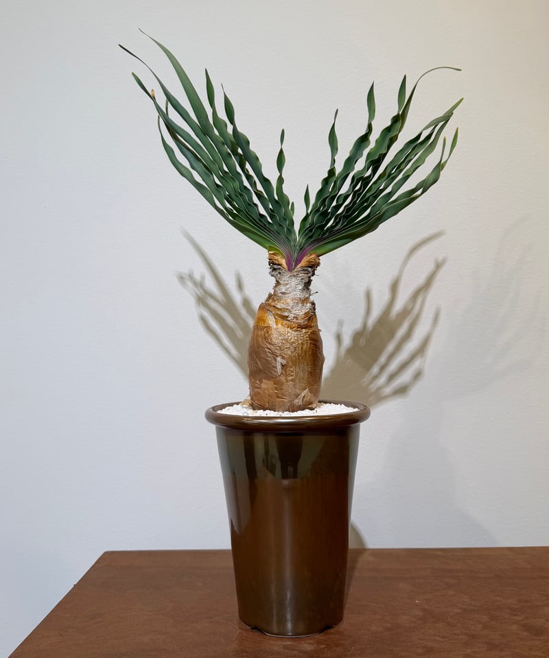 ブーファン　ディスティチャ　波打葉　良型タイプ　（鉢付き) ブーファン ディスティチャ Brown pot | MEGASHEEP